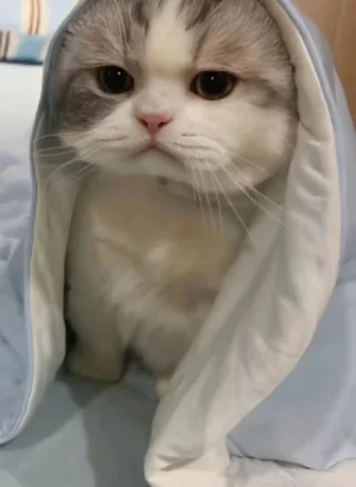 XOÁ :3
