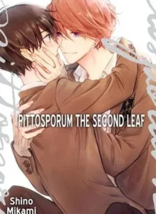 Pittosporum-Shino Makami